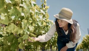 Jamie Knee, Petite Wine Traveler, is inspecting grapevines in a Santa Barbara vineyard.