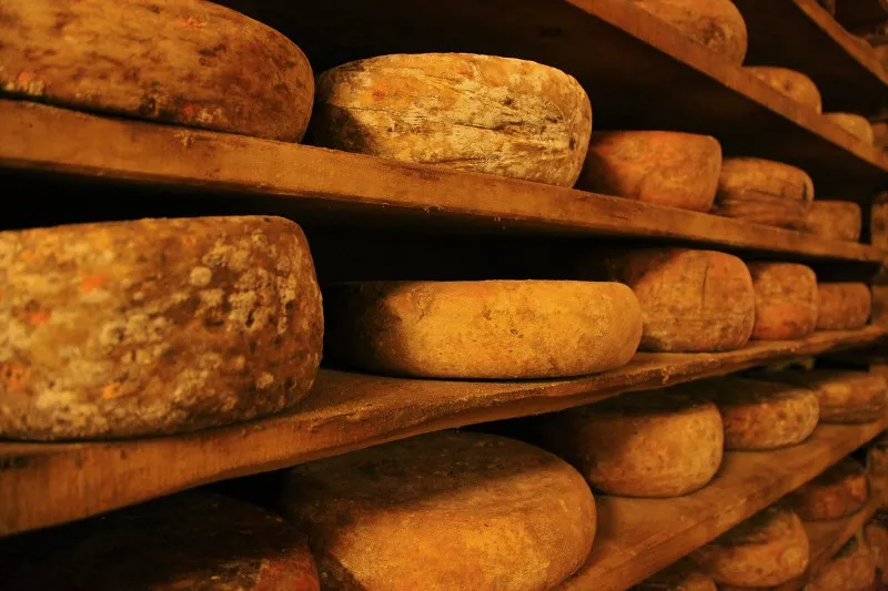Wheels of aged cheese resting on wooden shelves.