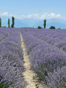 Lavender Fields in Southern France