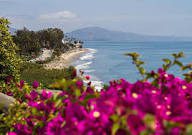 Santa Barbara Butterfly Beach Flowers