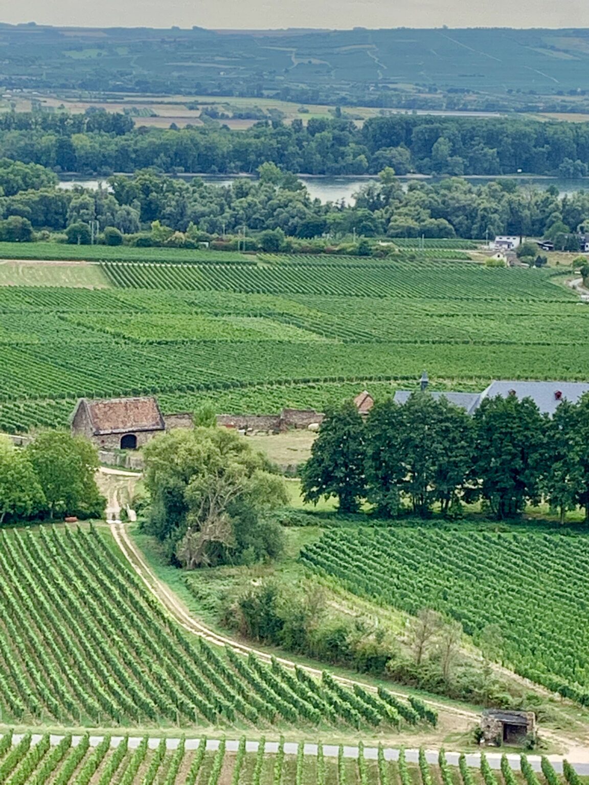 Wine Travel Scenic Vineyard Views in Germany 