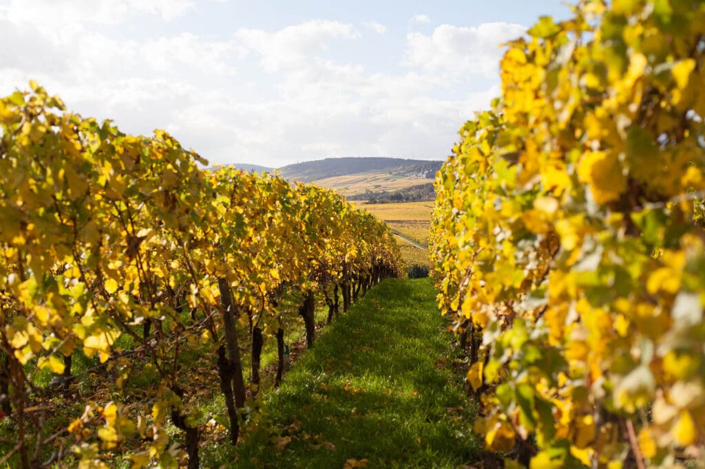 Rheinghau Wine Travel Region with wine travel writer Jamie Knee