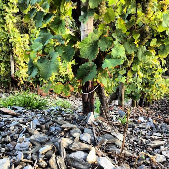 Wine Travel and Slate Vineyards Mosel Germany with Wine Travel Writer Jamie Knee