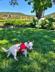 Napa Wine Travel with our puppy